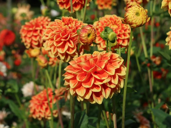 Les Couleurs Idéales pour Stimuler la Créativité dans la Chambre de Votre Enfant